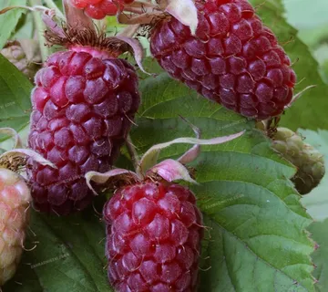 RUBUS “Tayberry” malina - cover