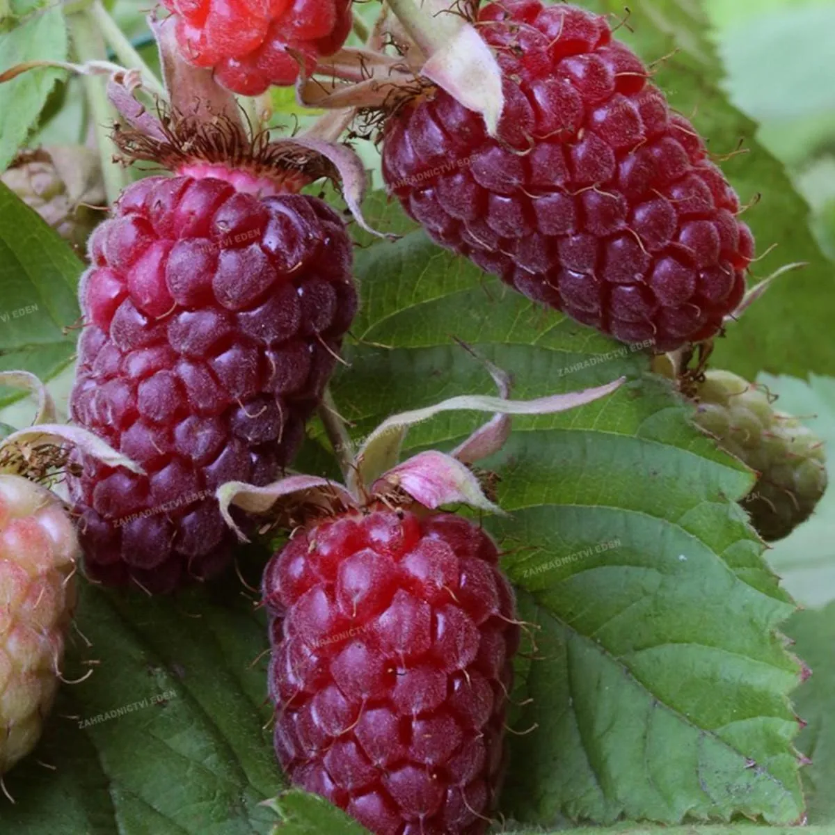 RUBUS “Tayberry” malina - cover