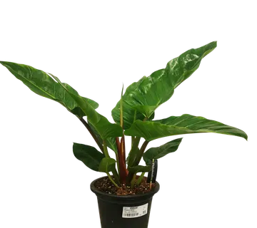 PHILODENDRON “Melinonii” - cover