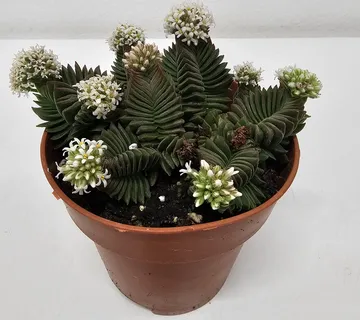 CRASSULA “Buddhas Temple” - cover