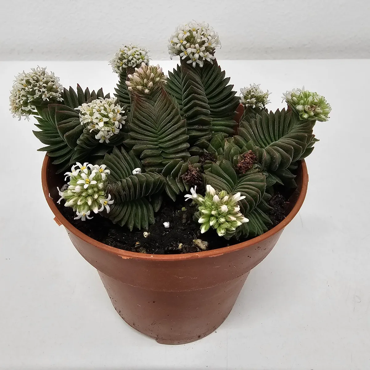 CRASSULA “Buddhas Temple” - cover