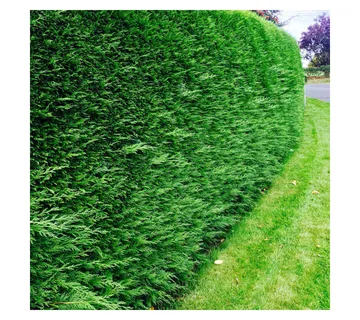 CUPRESSOCYPARIS LEYLANDII - cover