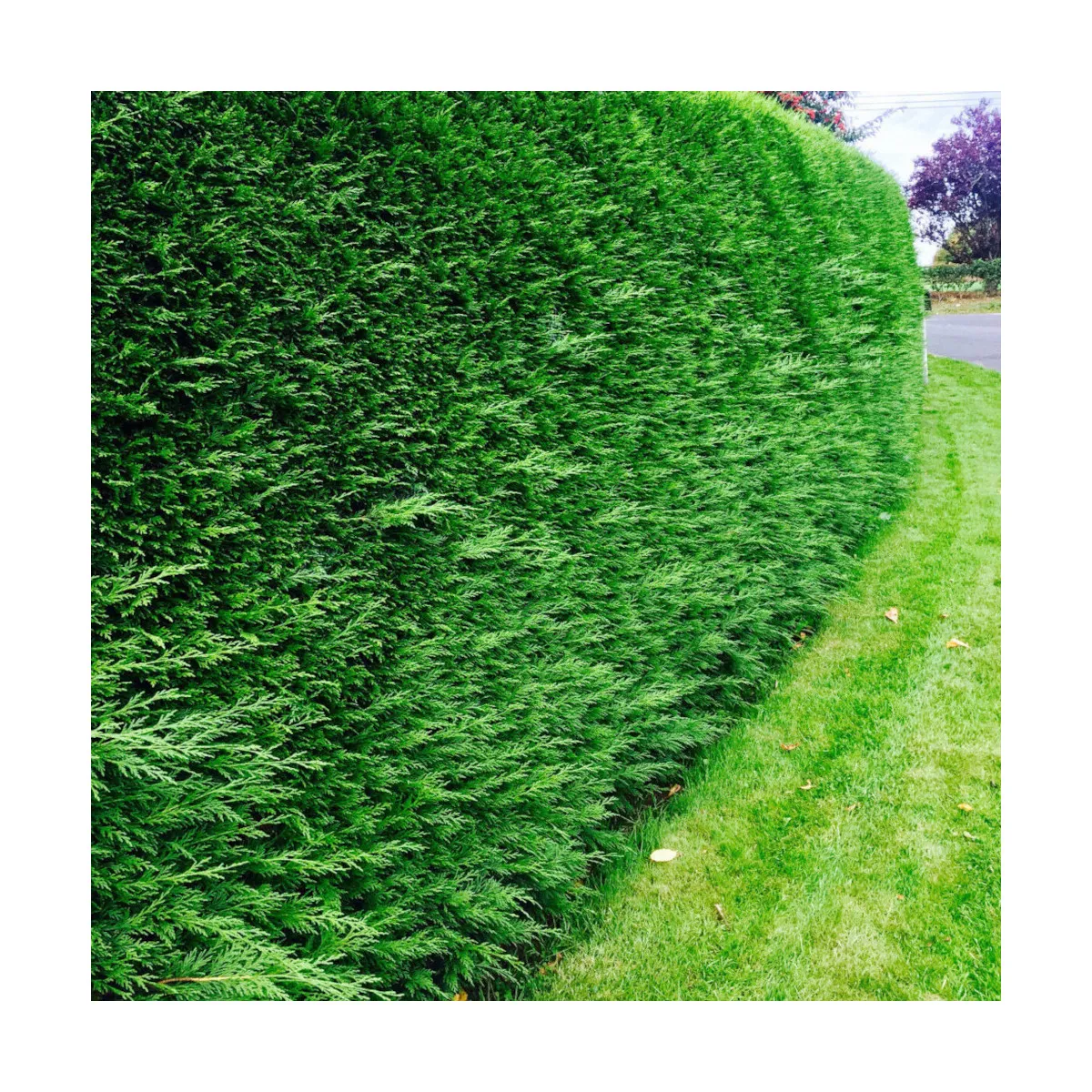 CUPRESSOCYPARIS LEYLANDII - cover