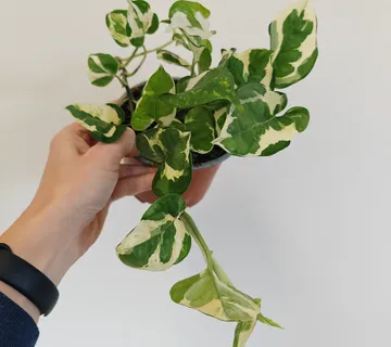 EPIPREMNUM AUREUM “Glacier” - cover