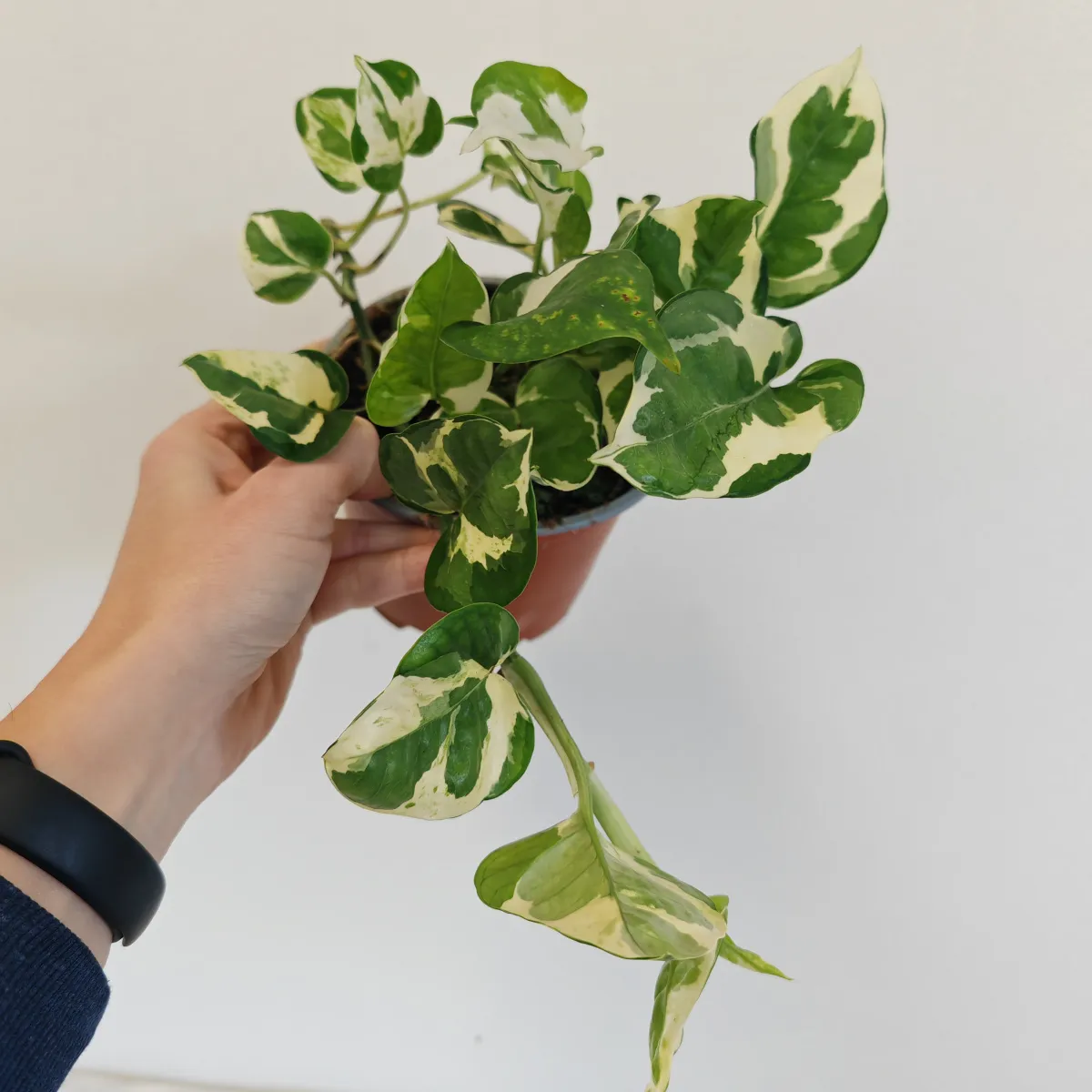 EPIPREMNUM AUREUM “Glacier” - cover