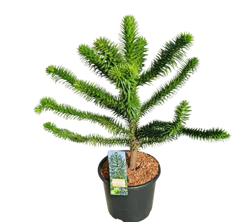 ARAUCARIA ARAUCANA - cover