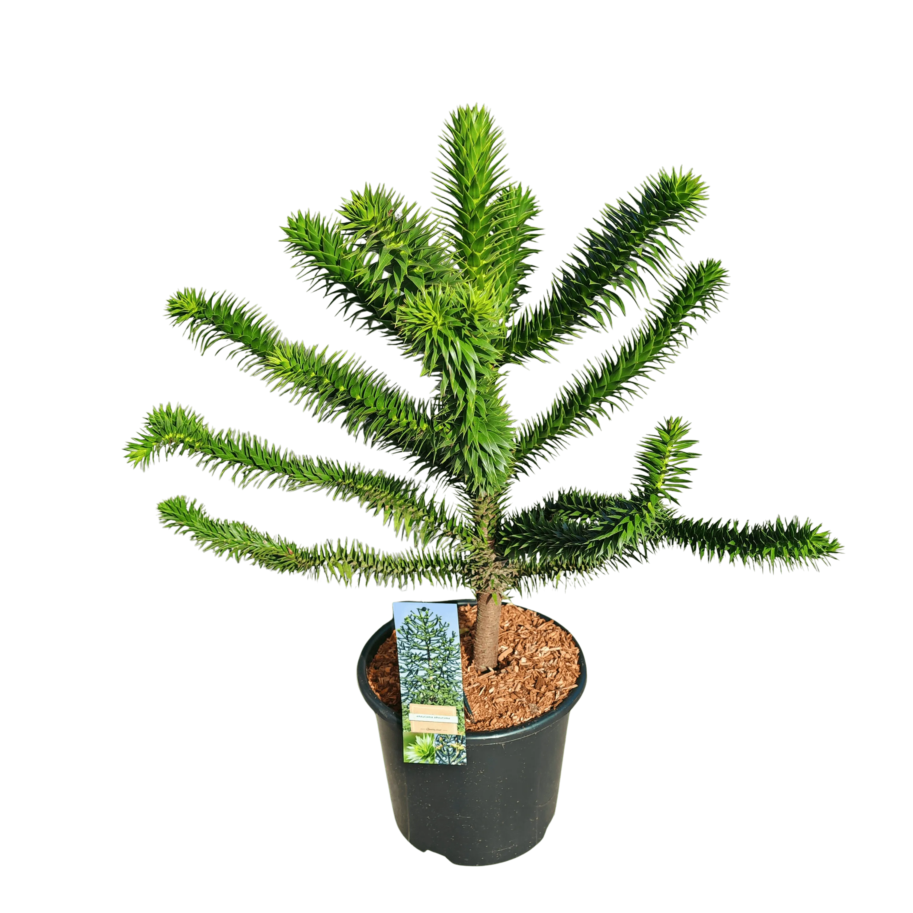 ARAUCARIA ARAUCANA - cover