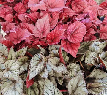 BEGONIA FOLIAGE - cover