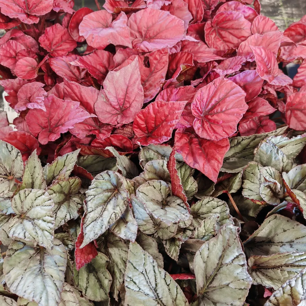 BEGONIA FOLIAGE - cover