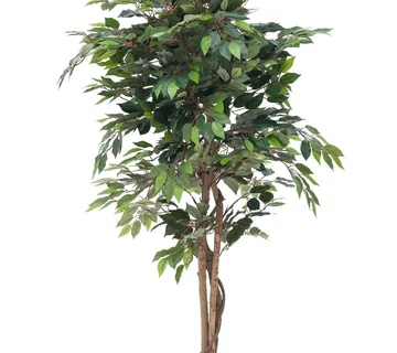 EUROPALMS Ficus with dense crown, 180cm - cover