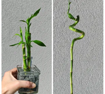 LUCKY BAMBOO - cover