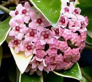 HOYA CARNOSA “Tricolor” - cover