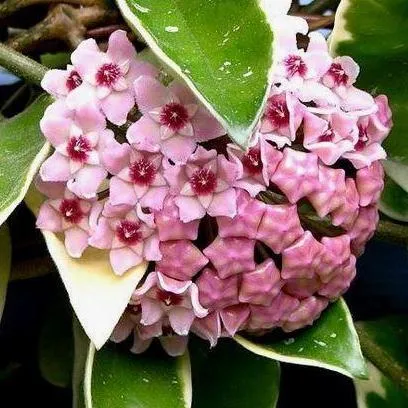 HOYA CARNOSA “Tricolor” - cover