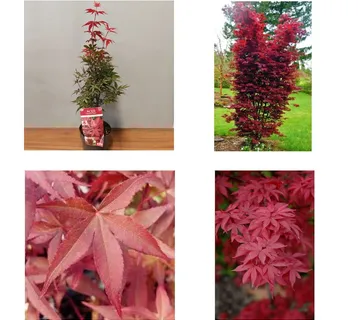 ACER PAL. “Twombly’s Red Sentinel” - cover