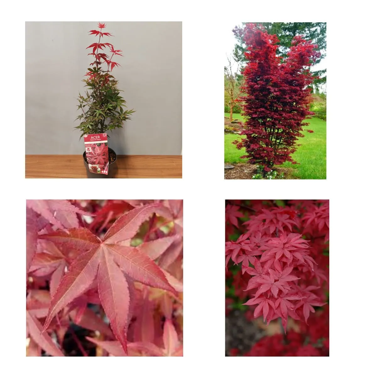 ACER PAL. “Twombly’s Red Sentinel” - cover