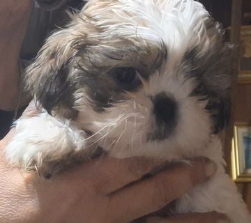 Shi tzu stenci - cover