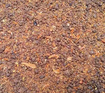 Hrana za kukcojede 4kg - cover