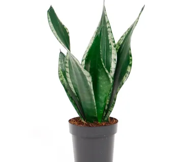 SANSEVIERIA TRIF. “Grey Stripe” - cover