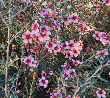 LEPTOSPERMUM SCOPARIUM - cover