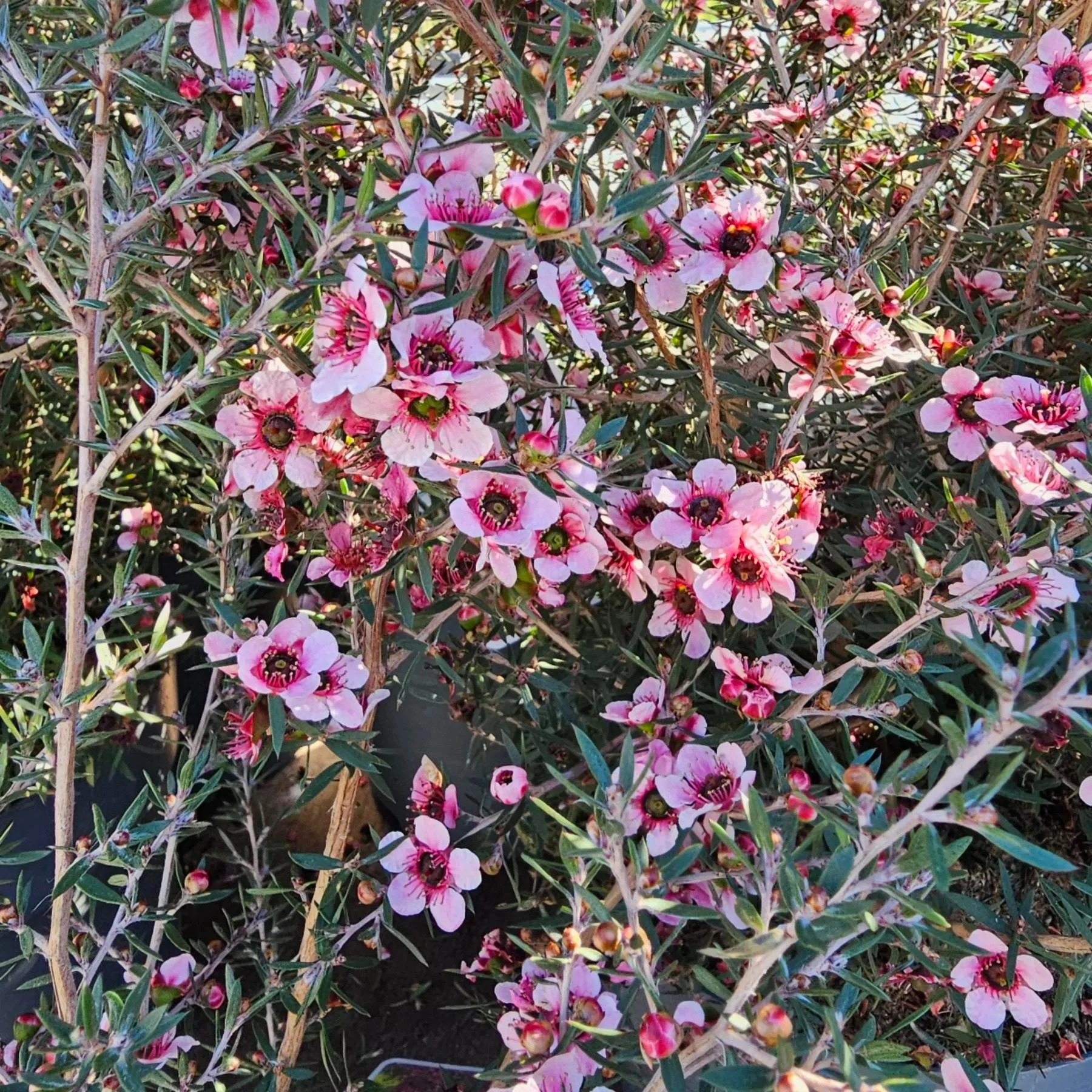 LEPTOSPERMUM SCOPARIUM - cover