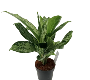 AGLAONEMA “Greenlight” - cover