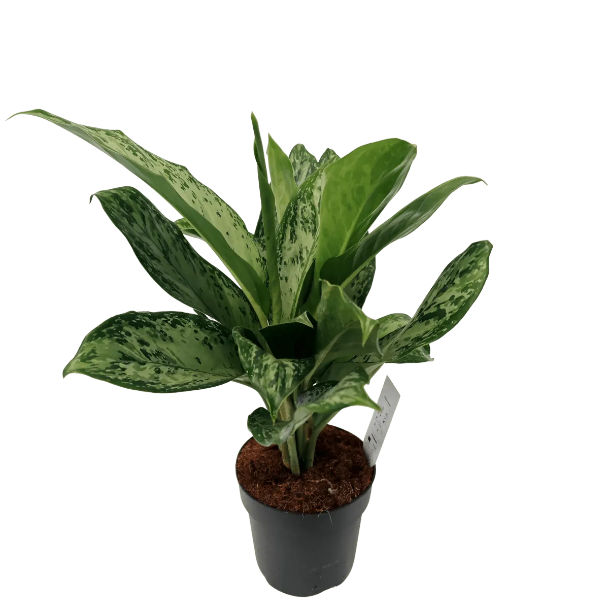 AGLAONEMA “Greenlight” - cover