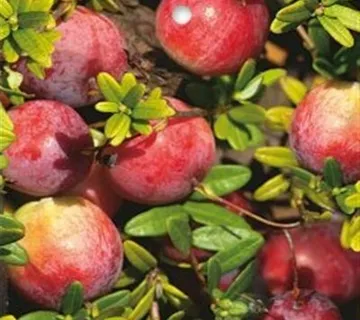 AMERIČKA BRUSNICA “Pilgrim” - cover