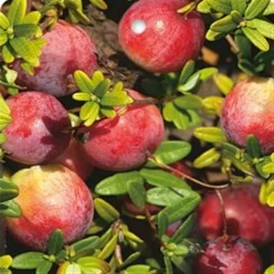 AMERIČKA BRUSNICA “Pilgrim” - cover