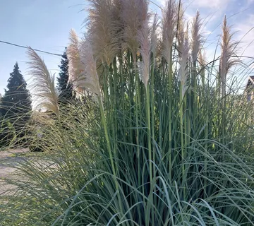 Metlice pampas trave - cover