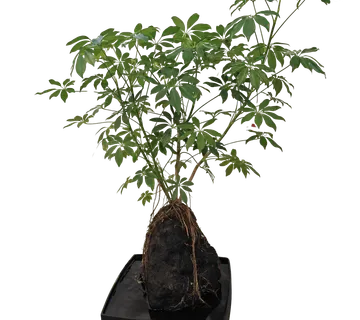 SCHEFFLERA-na vulkanskoj lavi iz Azije - cover