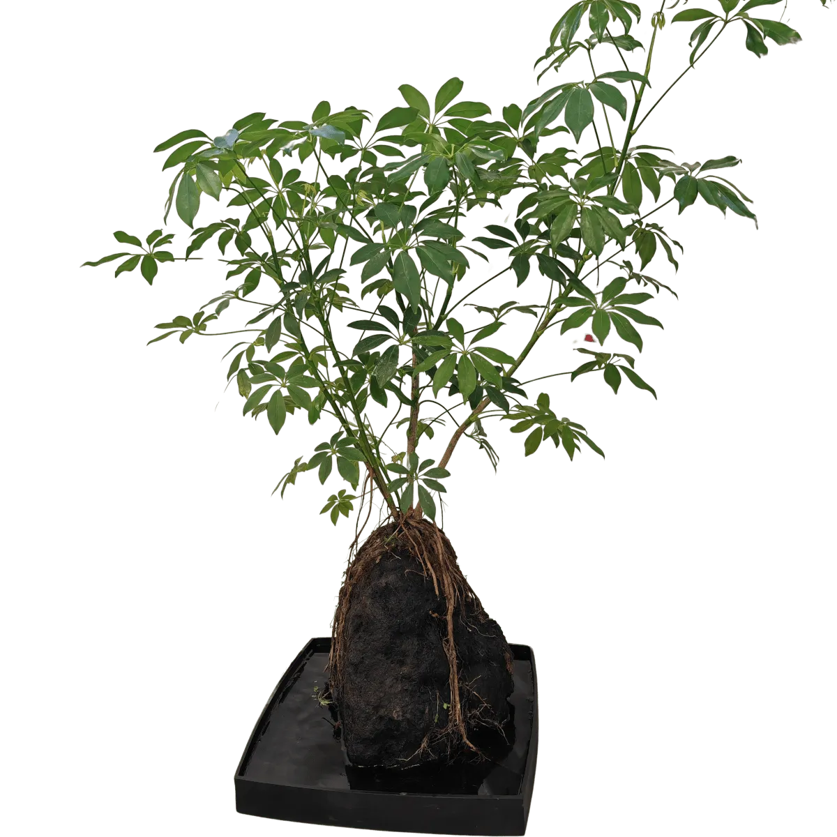 SCHEFFLERA-na vulkanskoj lavi iz Azije - cover