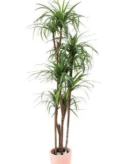 EUROPALMS Yucca palm tree with trunks, 180cm - cover