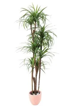 EUROPALMS Yucca palm tree with trunks, 180cm - cover