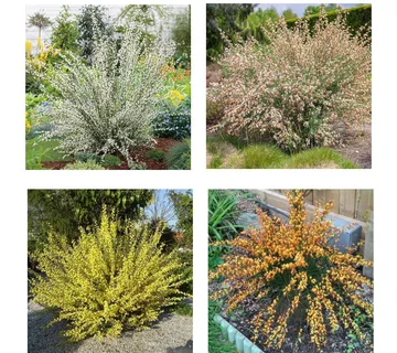 CYTISUS *cvatući grm* - cover