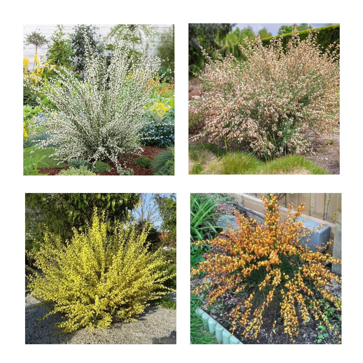 CYTISUS *cvatući grm* - cover