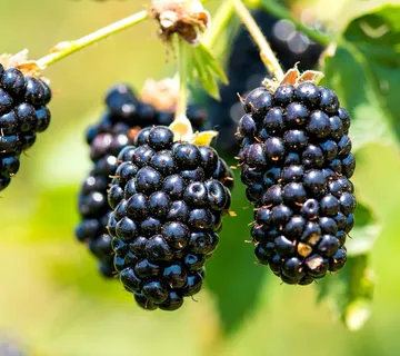 KUPINA “Black satin” - cover