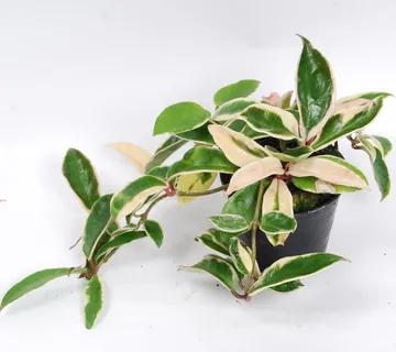 HOYA CARNOSA “Albomarginata” - cover