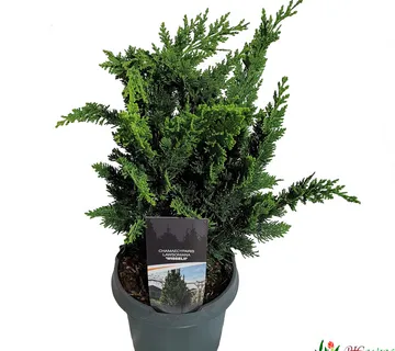 CHAMAECYPARIS LAW. “Wisselii” - cover