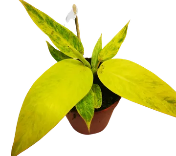 Philodendron “Calkins Gold” - cover