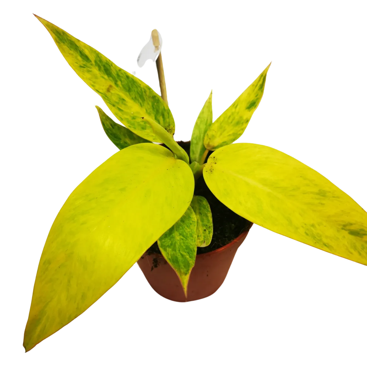 Philodendron “Calkins Gold” - cover