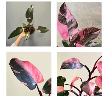 PHILODENDRON “Pink Princess” - cover