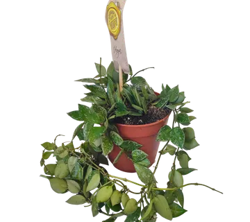 HOYA krohniana “Splash” - cover