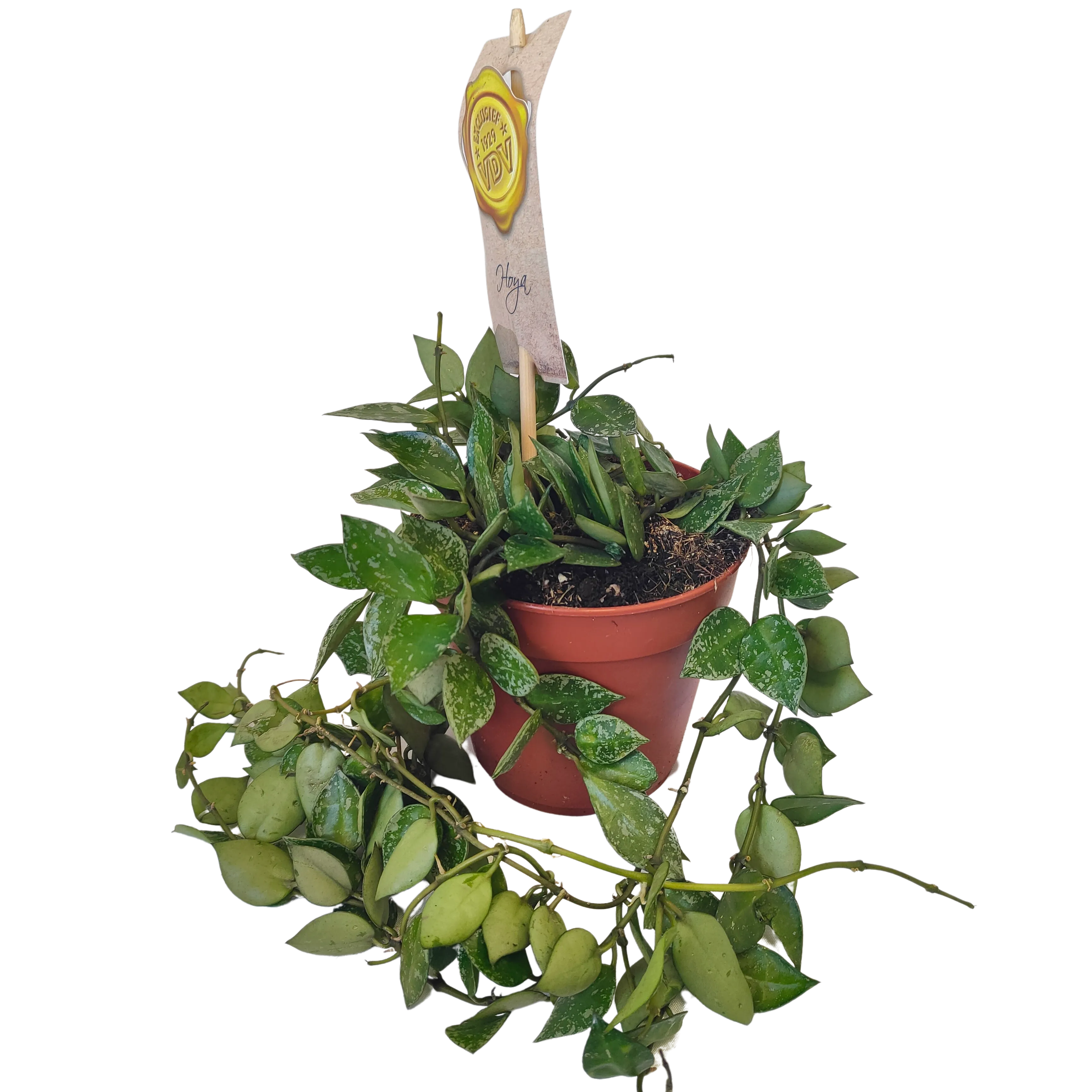 HOYA krohniana “Splash” - cover