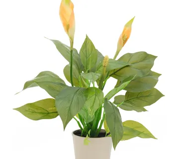EUROPALMS Spathiphyllum, 50cm - cover
