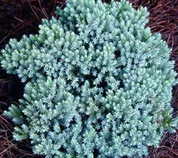 JUNIPERUS Sq. “Blue Star” - cover