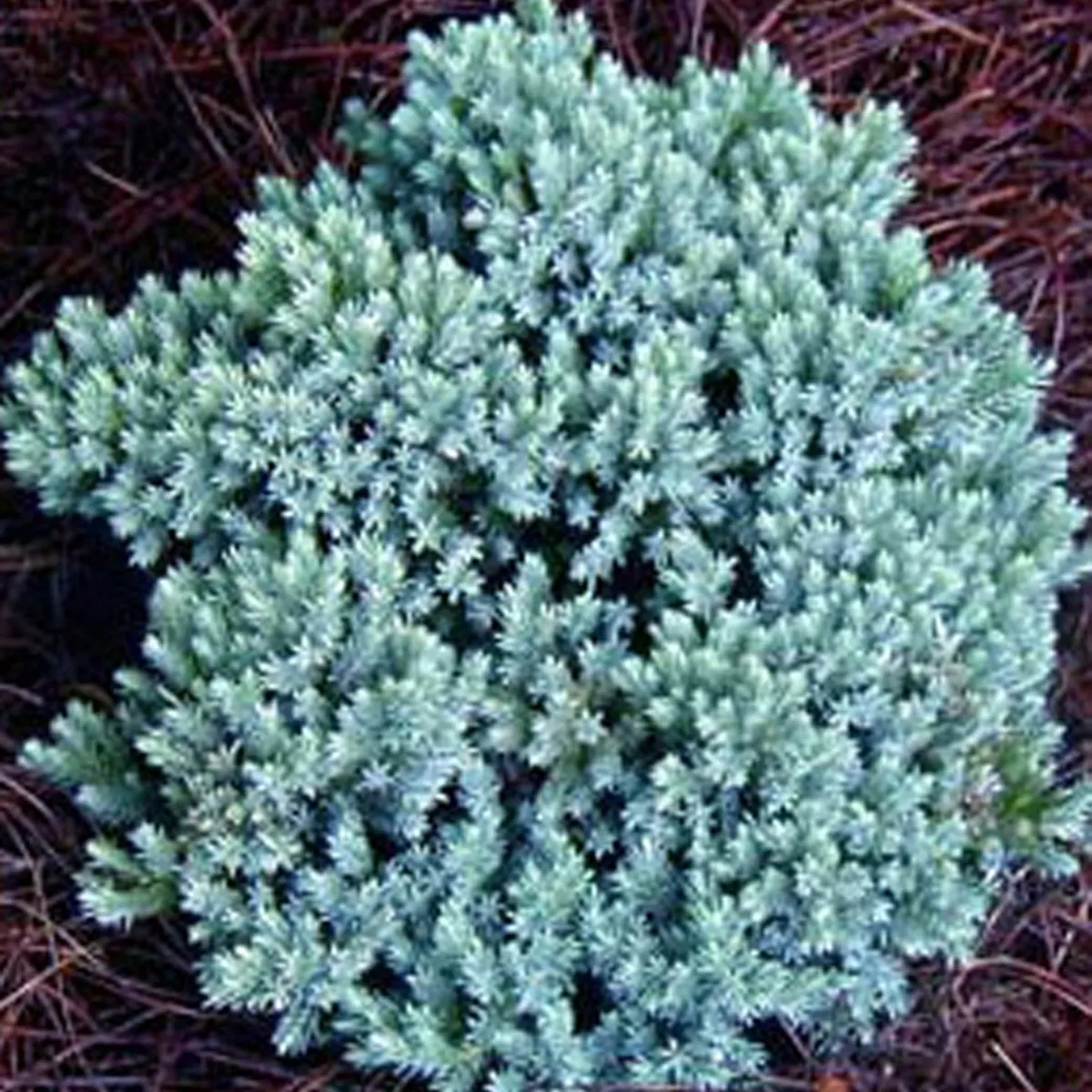 JUNIPERUS Sq. “Blue Star” - cover