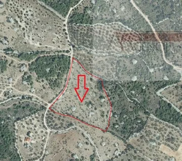 Sutivan Poljoprivredno zemljište 11070 m2 sa 120 maslina - Sutivan, Sutivan
