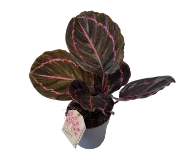CALATHEA R. “Dottie” - cover