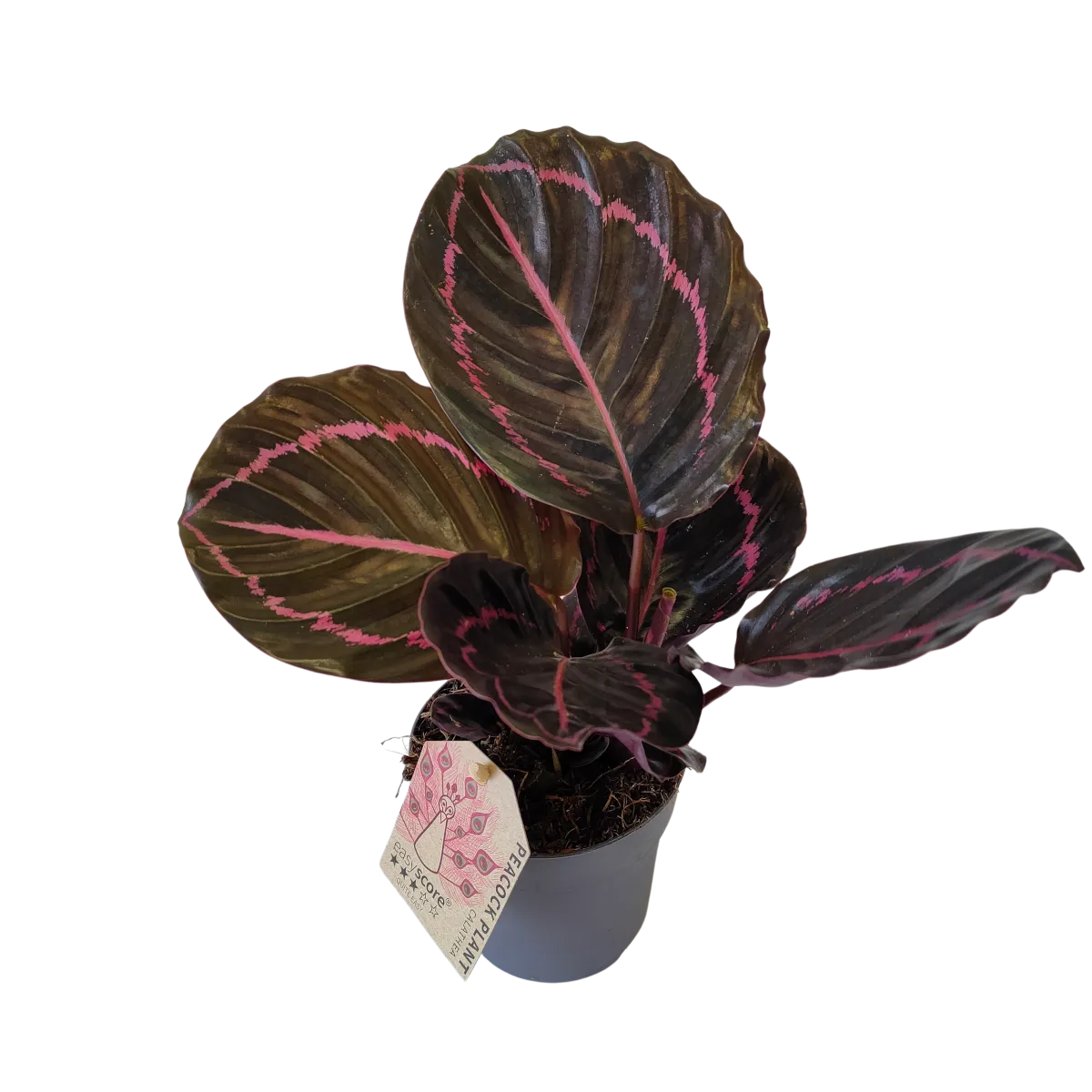 CALATHEA R. “Dottie” - cover