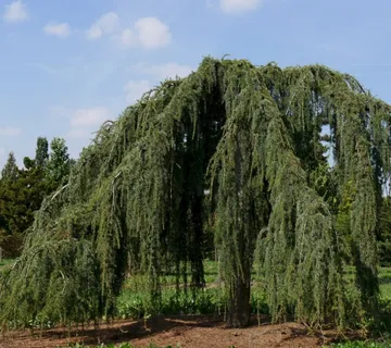 CEDRUS LIBANI ‘Glauca’ - cover